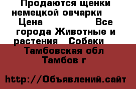 Продаются щенки немецкой овчарки!!! › Цена ­ 6000-8000 - Все города Животные и растения » Собаки   . Тамбовская обл.,Тамбов г.